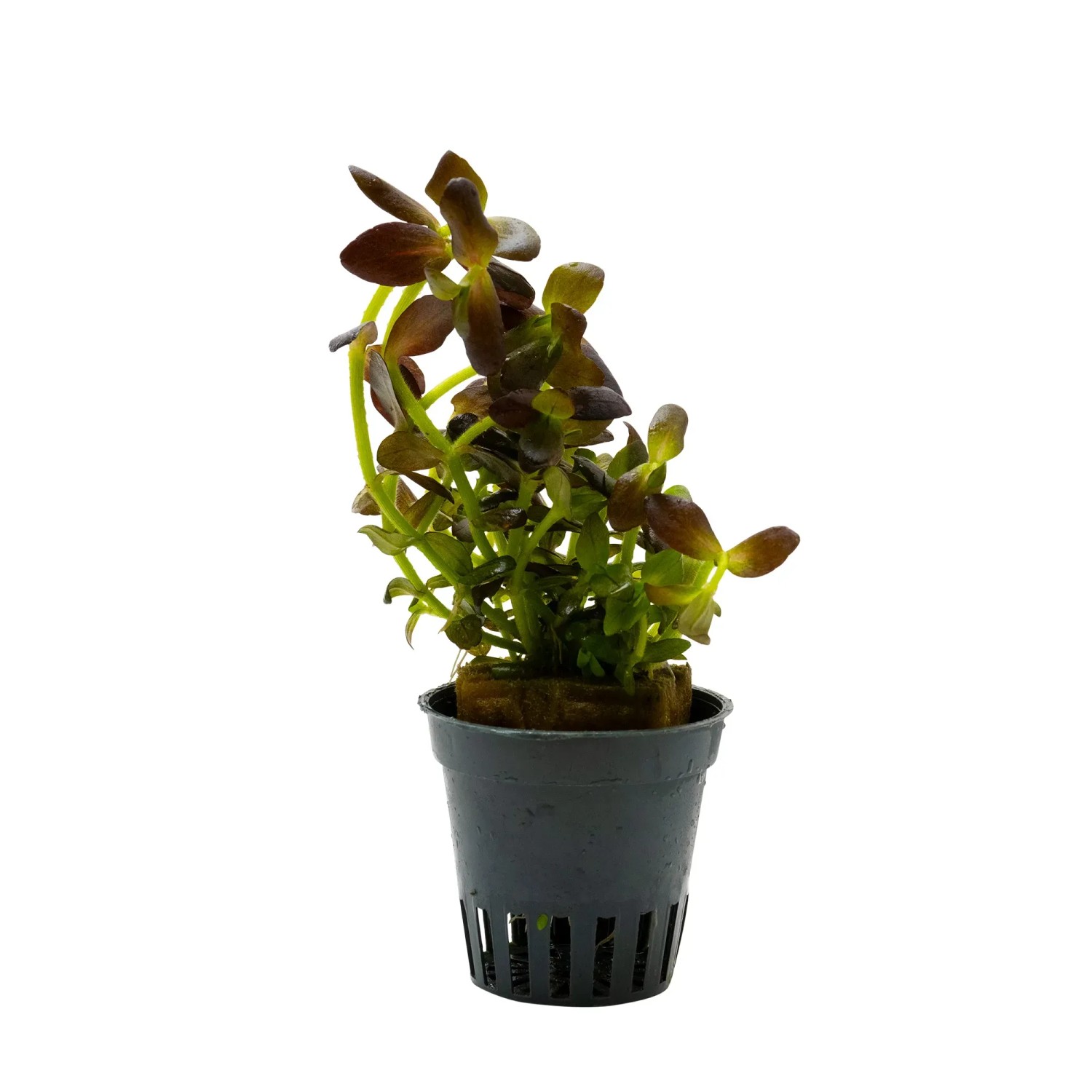 Bacopa salzmanii Purple