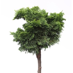 Hochstamm Zwerg Hinoki Zypresse Kosteri, 40-60cm, grüne Gartenpflanze im Topf.