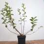 Viburnum Bodnantense Dawn im Topf, 60–80 cm hoch, mit grünen Blättern. Duft-Schneeball für Garten und Kübel.