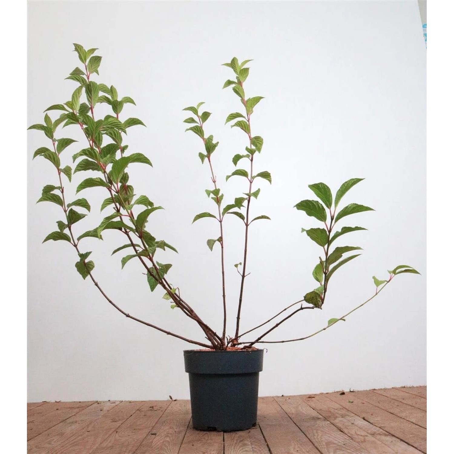 Viburnum Bodnantense Dawn Duft-Schneeball Rosa Blüten 60–80 cm günstig online kaufen