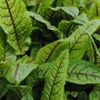 Rumex Sanguineus Var.sanguineus Blutampfer Ca. 11x11 cm Topf_2