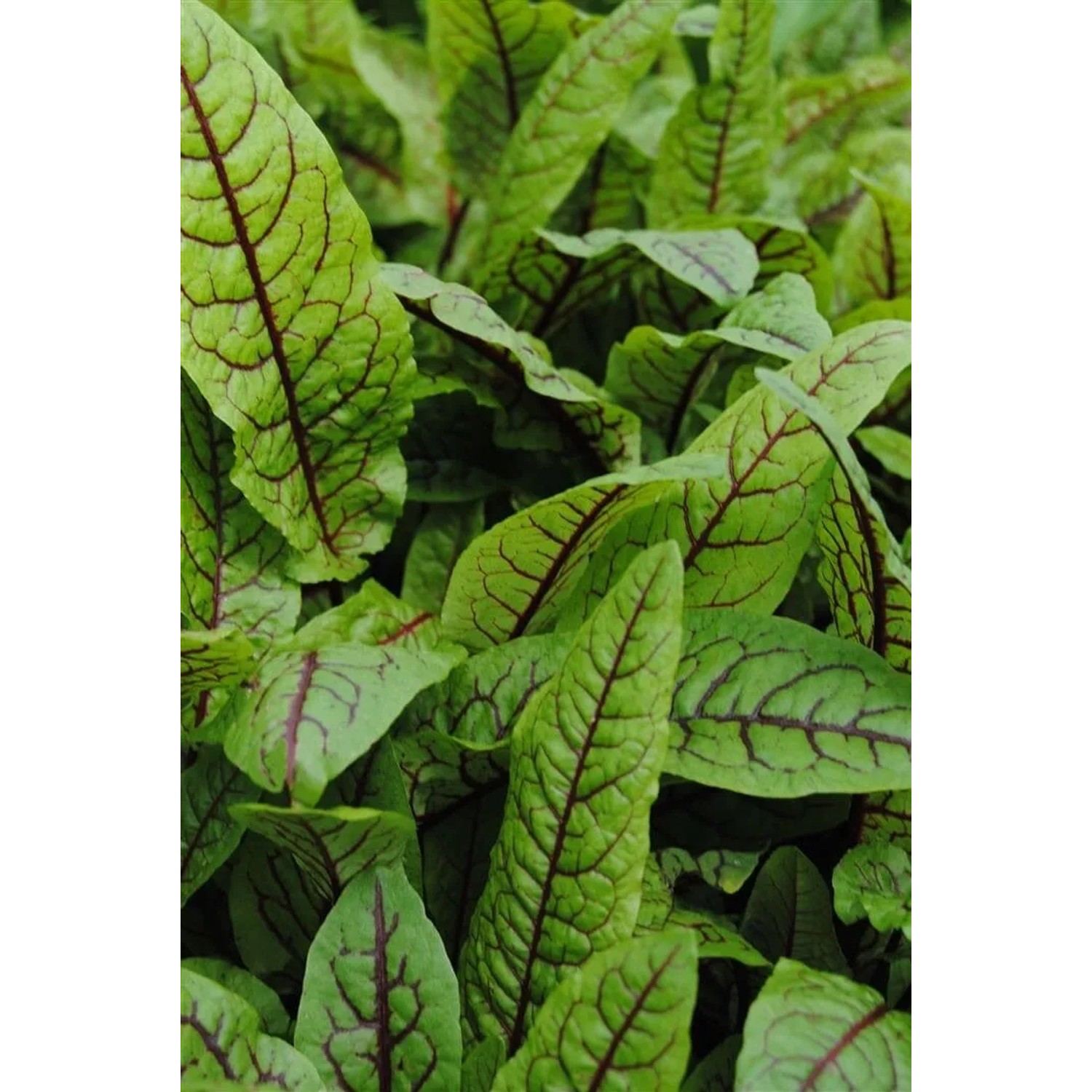 Rumex Sanguineus Var.sanguineus Blutampfer Ca. 11x11 cm Topf_2