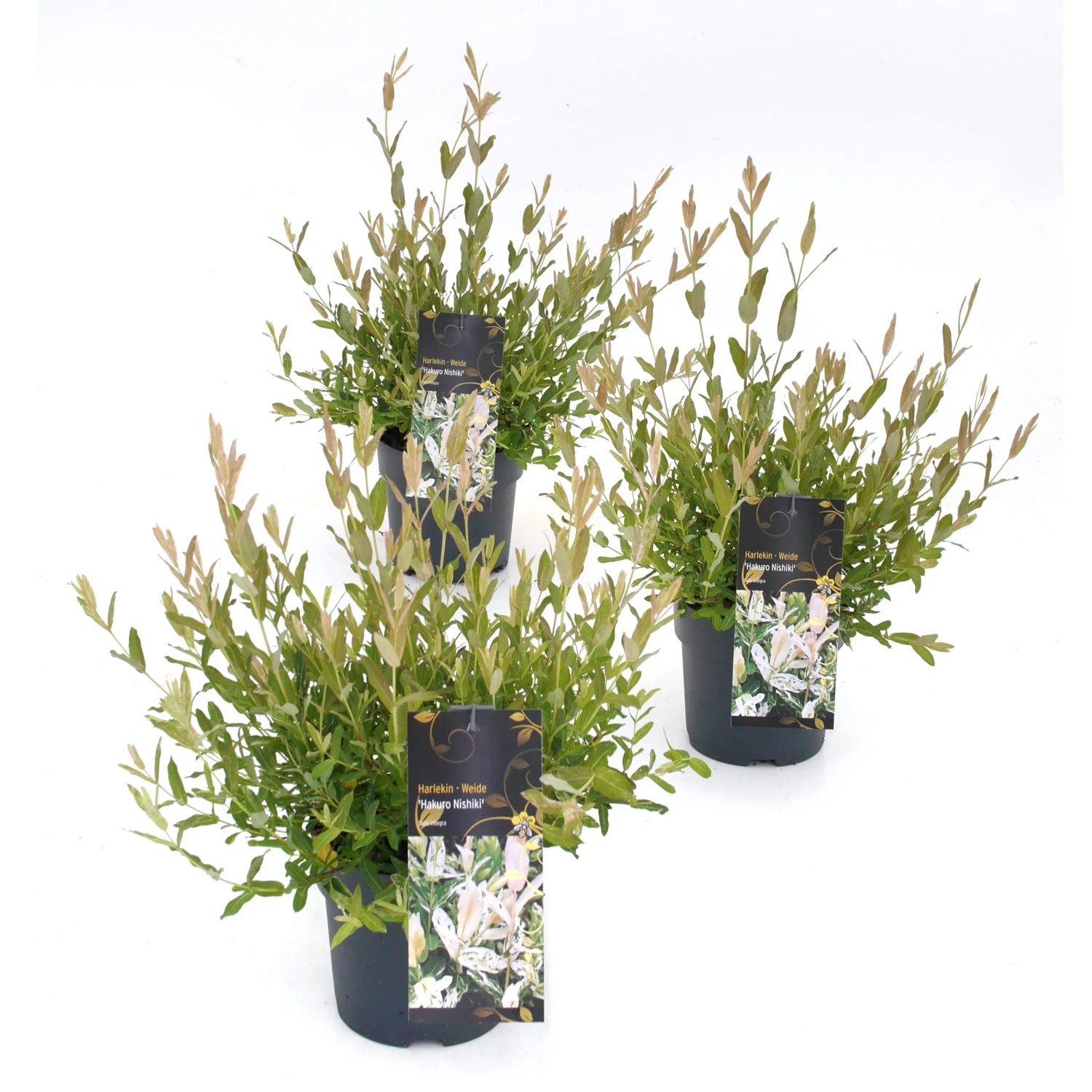 GROW by OBI Harlekinweide Hakuro Nishiki Weiß Höhe ca. 20-30 cm Salix integra