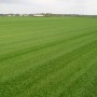 Foto von einem Feld mit Premium Rollrasen. Bestellmenge ab 30 m².
