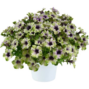 GROW by OBI Petunie Amazonas im 12 cm Topf, grün-weiße Blüte mit violettem Zentrum.