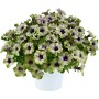 GROW by OBI Petunie Amazonas im 12 cm Topf, grün-weiße Blüte mit violettem Zentrum.