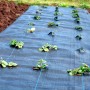 Schwarze Aquagart Unkrautfolie (32m²) mit Pflanzreihen im Garten.