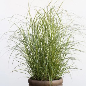 Chinaschilf 'Little Zebra' im Topf: Ziergras mit gestreiften Blättern für Garten und Beet.