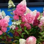 Rispenhortensie Fraise Melba, 60-80cm, mit weißen und pinkfarbenen Blütenständen.