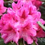 Rhododendron 'Cosmopolitan' 60 bis 80 cm im Container Für Sauren Boden