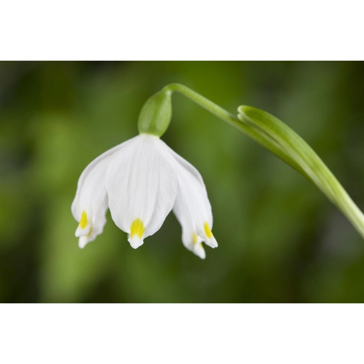 Leucojum Vernum Frühlingsknotenblume Ca. 9x9 cm Topf günstig online kaufen