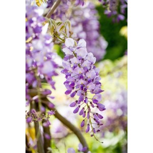 Blühender GROW by OBI Blauregen Mix mit violetten Blüten, ca. 80 cm hoch.