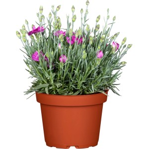 Garten-Nelke Violett Wonder im Topf, ca. 11 cm Ø. Blühende Staude mit violetten Blüten und grünen Blättern.