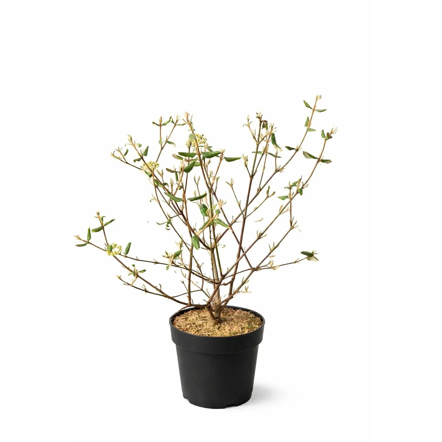 Duft-Schneeball Höhe ca. 40 cm Topf ca. 6 l Viburnum burkwoodii