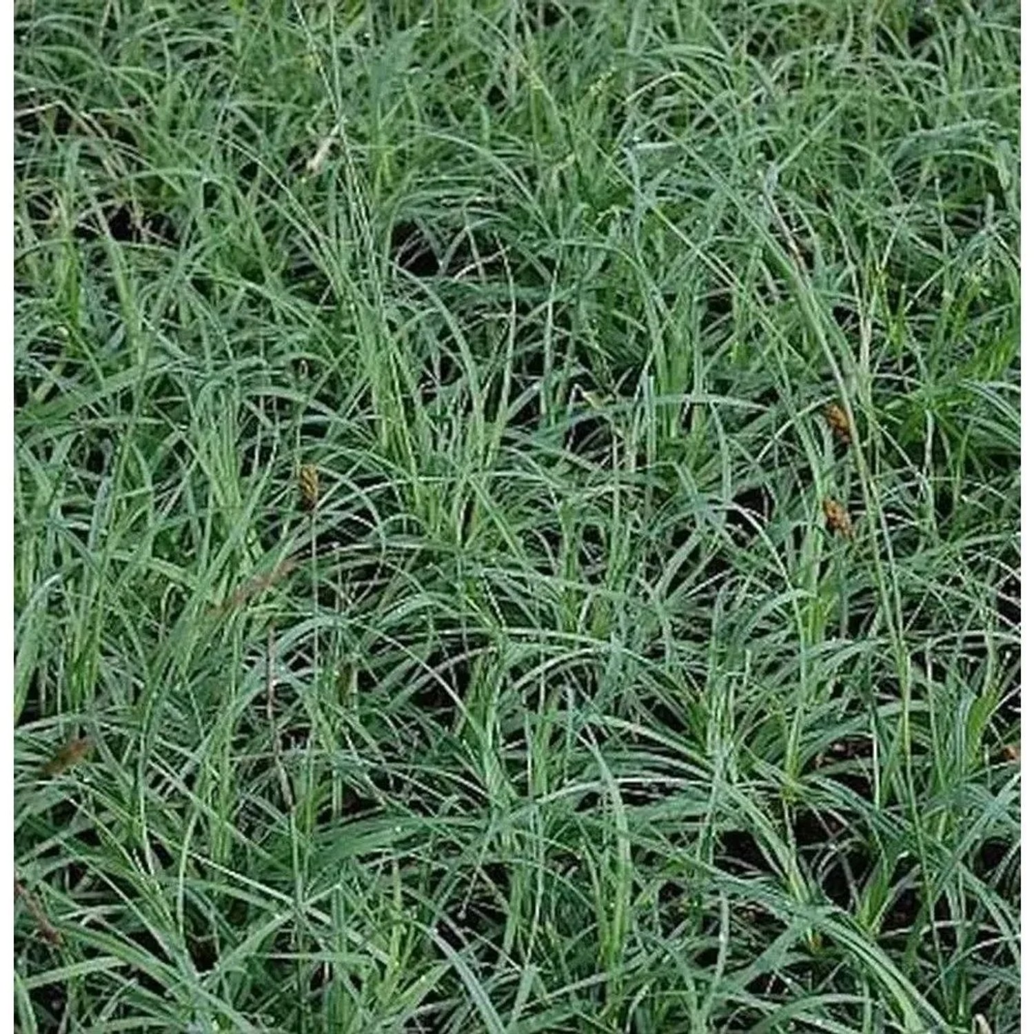 Blaugrüne Segge Blue Zinger - Carex flacca