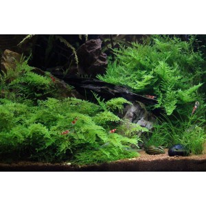 Aquariumpflanze Vesicularia Montagnei (Christmas Moos) im Aquarium mit Garnelen und Schnecken.