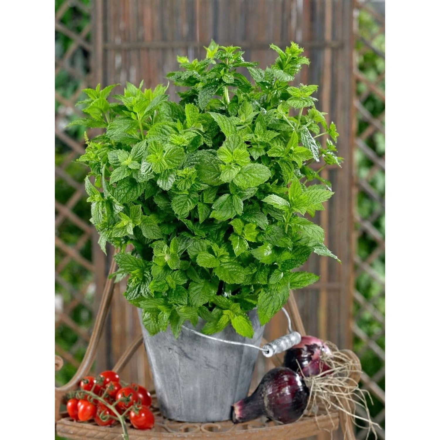 Mentha X Piperita Cinderella Pfefferminze Ca. 11x11 cm Topf günstig online kaufen
