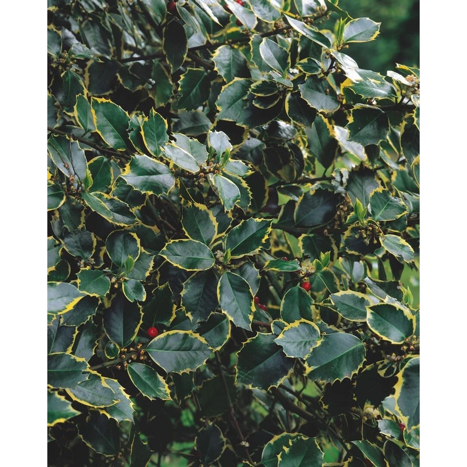 Ilex Aquifolium Rubricaulis Aurea Stechpalme Gelb-Grün 80 cm Stammhöhe günstig online kaufen
