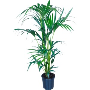 Kentiapalme im Topf, ca. 21 cm Ø, Zimmerpalme mit grünen, eleganten Blättern.