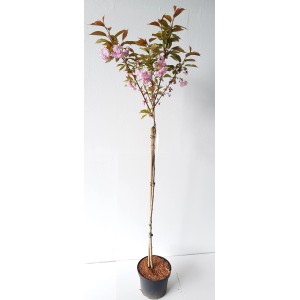 Japanische Nelkenkirsche (Prunus Kanzan) als Hochstamm im Topf, ca. 180-190cm hoch, mit rosa Blüten.