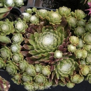 Dachwurz 'Rheinkiesel' (Sempervivum cultorum), grüne Blätter mit weißem Flaum.