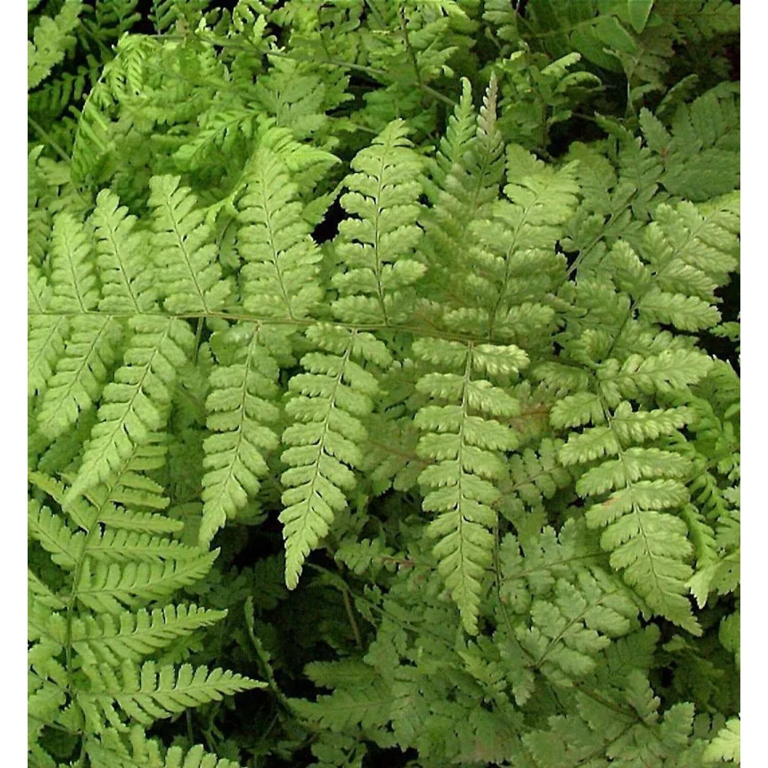 Breitwedel-Dornfarn - Dryopteris austriaca