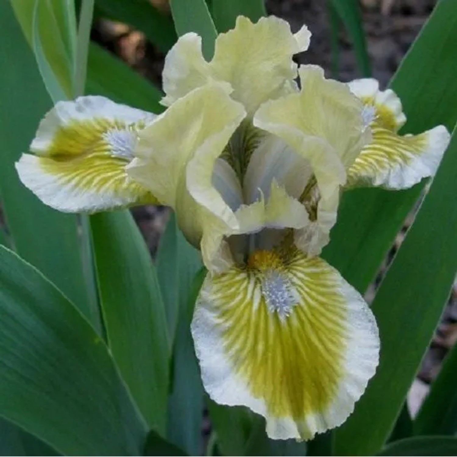 6 x Zwerg-Schwertlilie 'Green Little' Iris Topf 9cm Beetrandpflanze