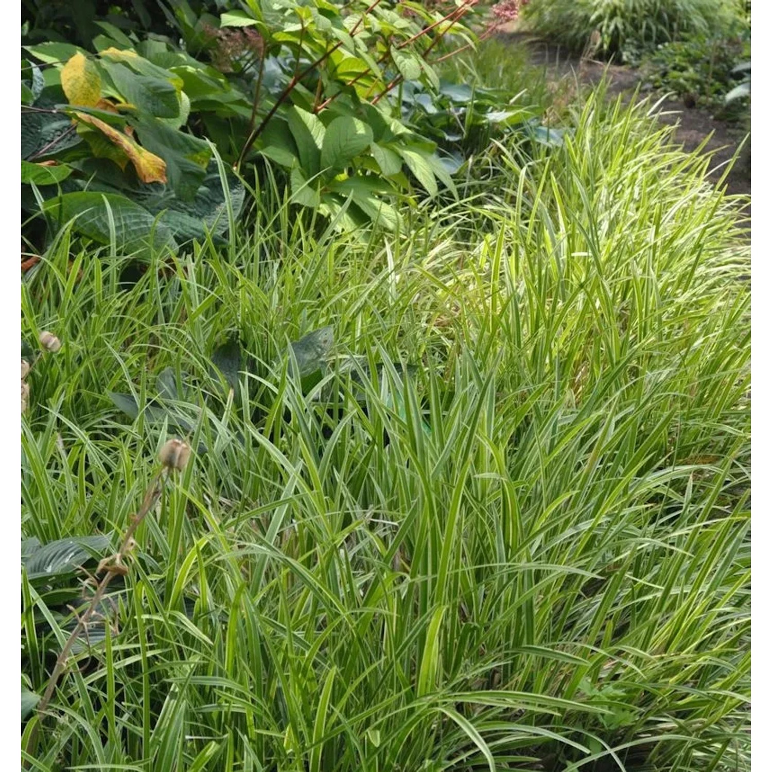 Waldmarbel Marginata - Luzula sylvatica