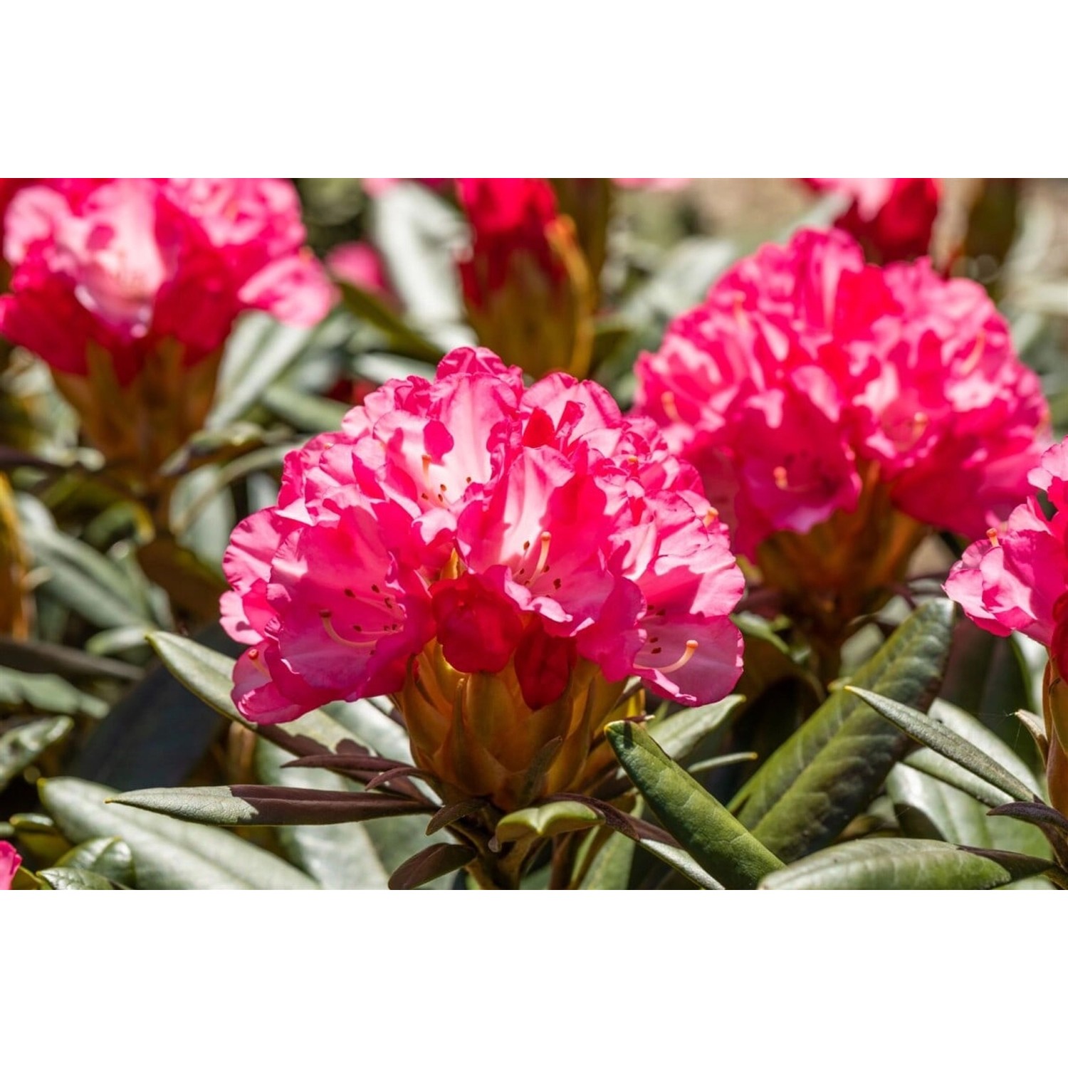 Rhododendron Yakushimanum Love Song Rosa Blüten 30–40 cm günstig online kaufen
