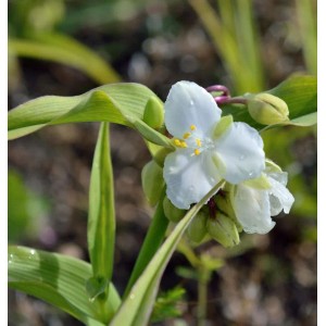 Nahaufnahme einer Dreimasterblume 'Bilberry Ice' mit weißen Blüten und grünen Blättern.