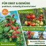 Metall-Strauchstützen für Himbeeren, Tomaten und Paprika. Robuste Pflanzenhalter für Obst & Gemüse im Garten.