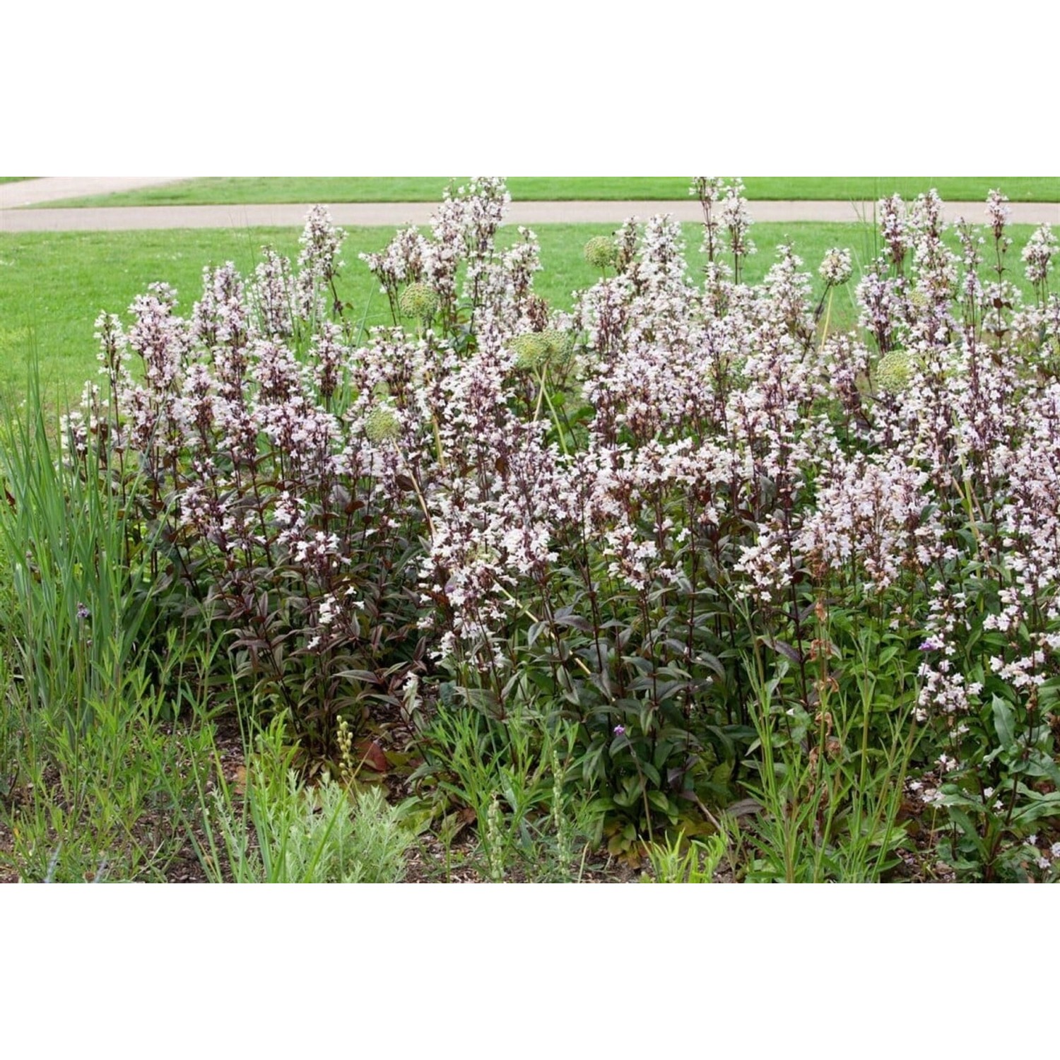 Penstemon Digitalis Huskers Red Bartfaden Ca. 11x11 cm Topf günstig online kaufen