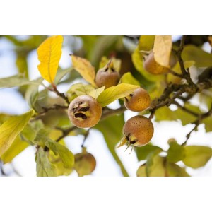 Nahaufnahme der essbaren Früchte am Mispelbaum (Mespilus Germanica).