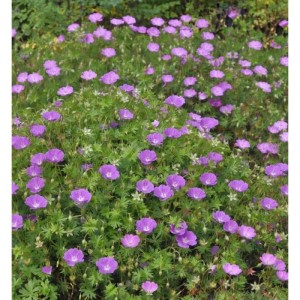 Foto von blühendem Storchenschnabel Max Frei (Geranium sanguineum) mit violetten Blüten.