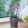 Blühende Mini-Orchidee in grauem Topf mit Seramis Orchideensubstrat vor Fenster.