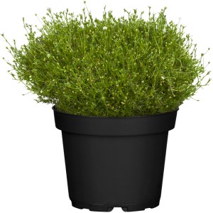 Sternmoos (Sagina subulata) im Topf, ca. 10-20 cm, ideal als Bodendecker für Steingärten.