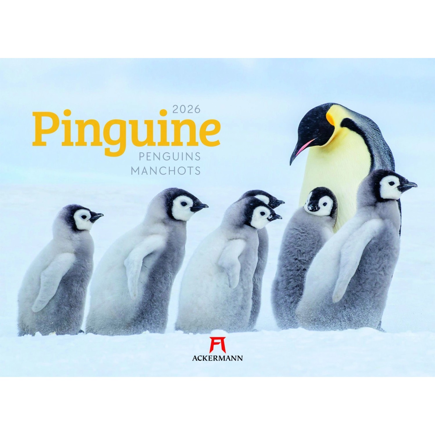 Pinguine Kalender 2026 günstig online kaufen