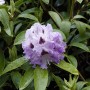 Nahaufnahme eines Rhododendron Hybr. Pinguin mit weißen Blüten und grünen Blättern.