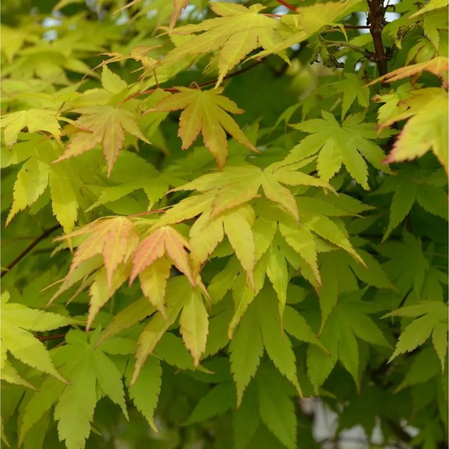 Fächerahorn Summer Gold 60-80cm - Acer palmatum