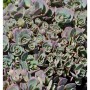 Nahaufnahme der Pflaumen Fetthenne 'Betram Anderson' (Sedum cauticola), einer winterharten Staude.