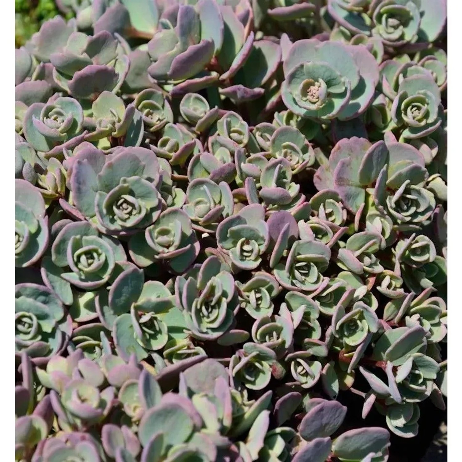 Nahaufnahme der Pflaumen Fetthenne 'Betram Anderson' (Sedum cauticola), einer winterharten Staude.