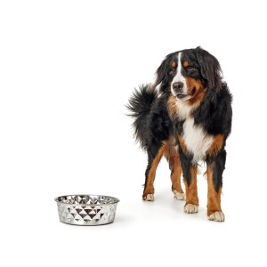 Hunter Edelstahlnapf Namy mit Hund. Futter- oder Trinknapf mit Kachel-Design und Silikonrand.