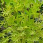Acer Shirasawanum Jordan, Japanischer Ahorn mit gelbgrünen Blättern.