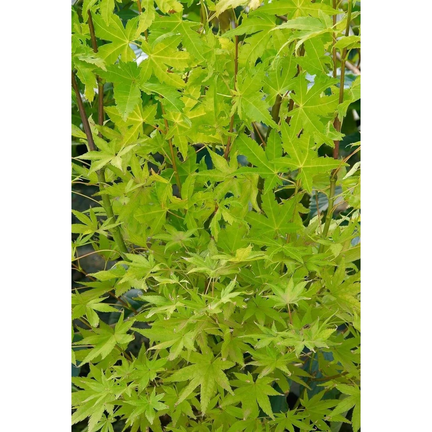 Acer Shirasawanum Jordan, Japanischer Ahorn mit gelbgrünen Blättern.