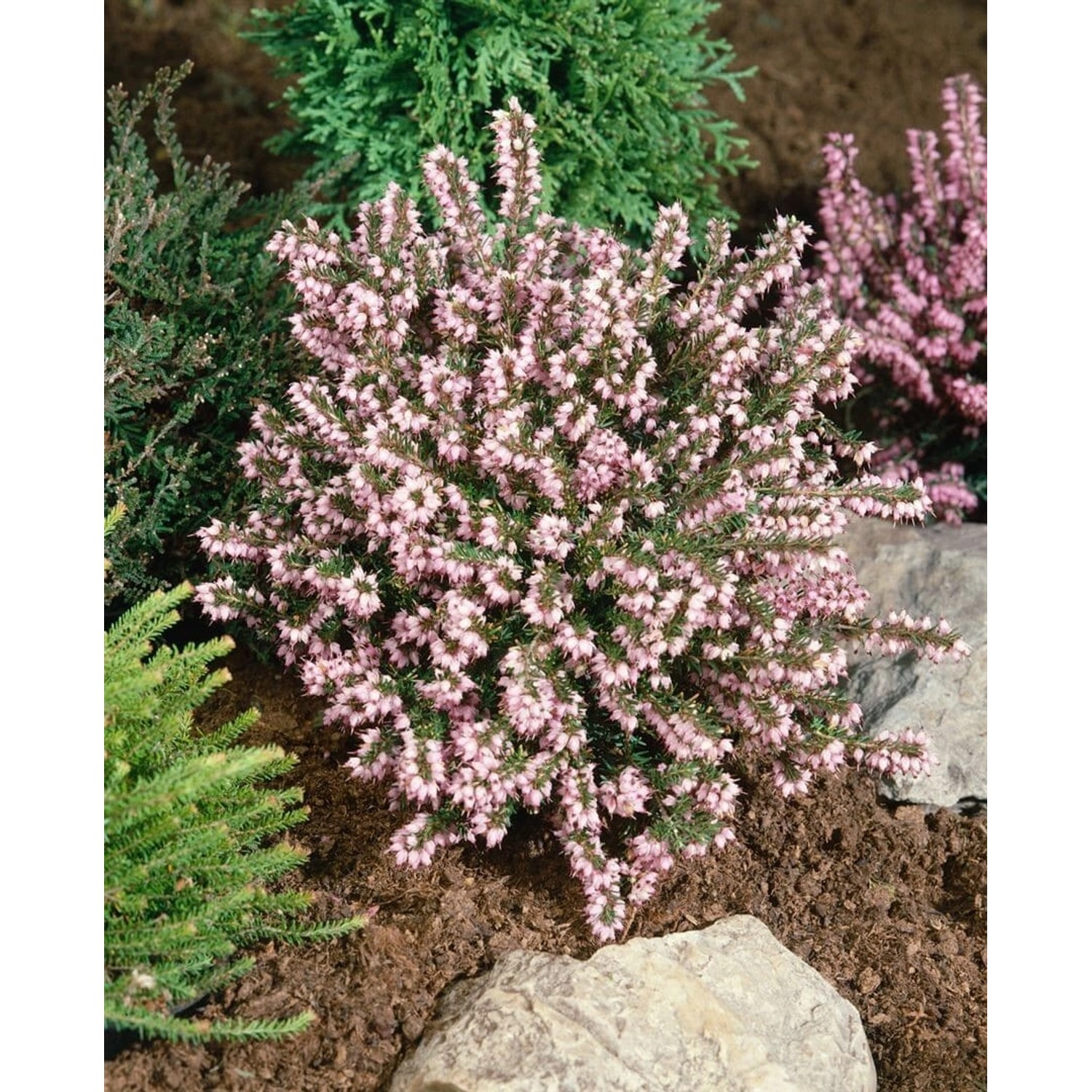 Erica Darleyensis Darley Dale Winterheide Rosa Ca. 10 cm Topf günstig online kaufen