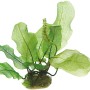 Dennerle Aponogeton Madagascariensis Aquariumpflanze mit filigranen, grünen Blättern.