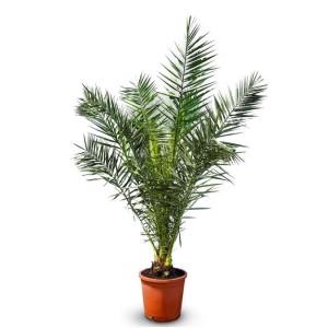 Sunny-Tree Palme Phoenix Canariensis 160 cm Kanarische Dattelpalme Palme für den Innen- und Außenbereich