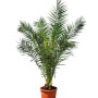 Sunny-Tree Palme Phoenix Canariensis 160 cm Kanarische Dattelpalme Palme für den Innen- und Außenbereich