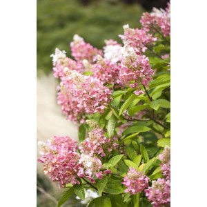 Rispenhortensie Pinky Winky mit rosa-weißen Blüten, 40-60 cm hoch.