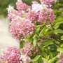 Rispenhortensie Pinky Winky mit rosa-weißen Blüten, 40-60 cm hoch.